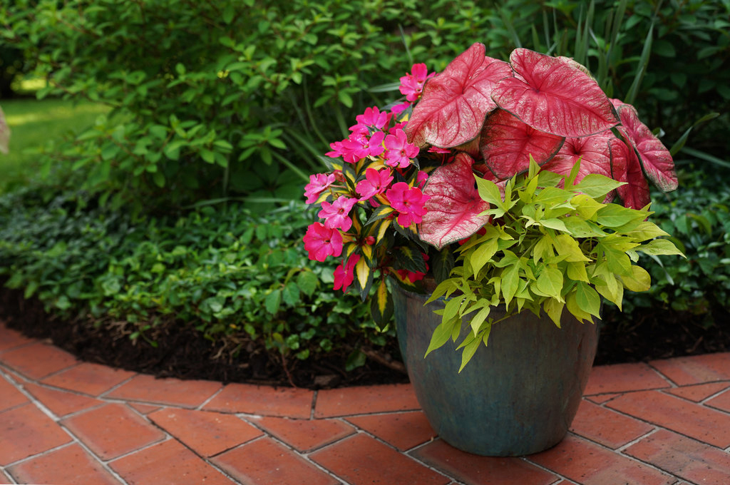 hummingbird plant pot Hummingbird Pot main image 0